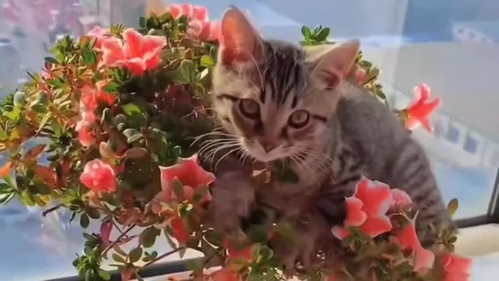 Видео от котомании 💋 💕 😸