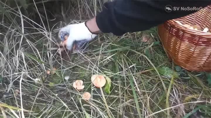 20 видов съедобных грибов....