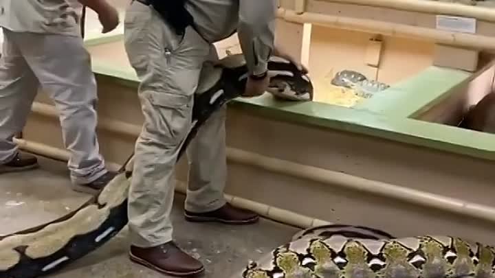 Ах какие красавцы 👍👍🐍🐍🐍🐍