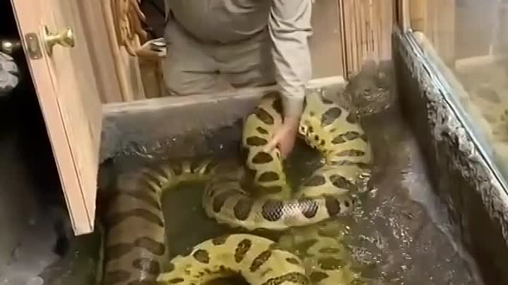 Ах какие красавцы 👍👍🐍🐍🐍🐍