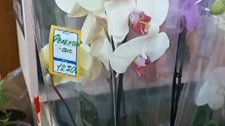 Орхидеи 