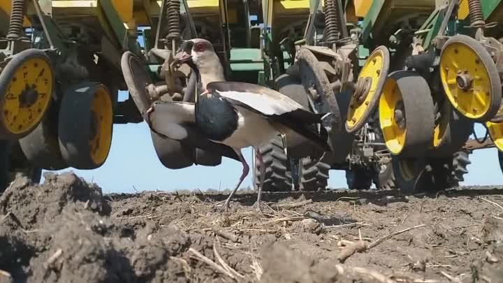 Трогательная сцена: мать защищает свое гнездо