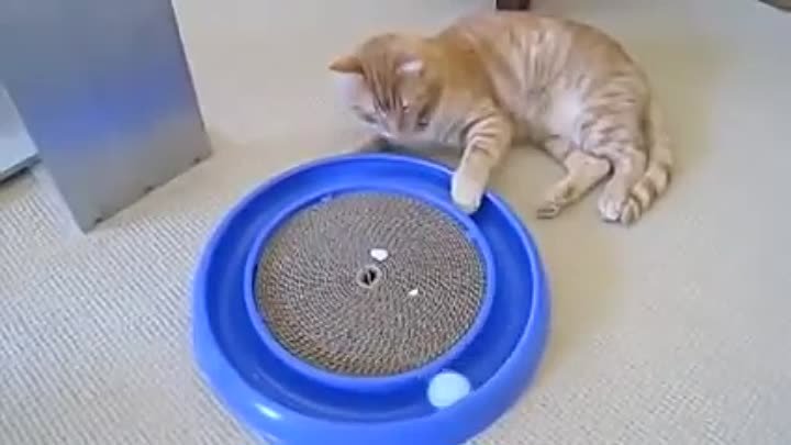 Игра вынос мозга для кота