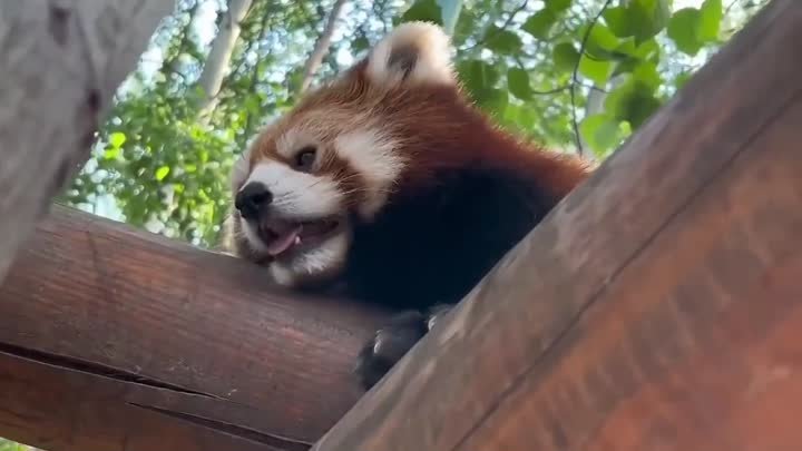 Внимание всем! Красная панда чихнула 15 раз подряд! 