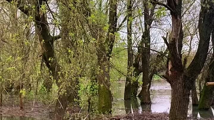 село Белочи. Разлив Днестра