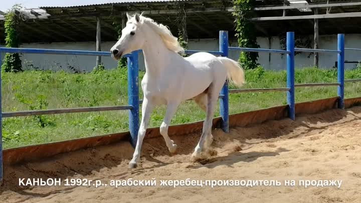Продажа лошадей  конефермы Эквилайн, тел., WhatsApp +79883400208 (КА ...