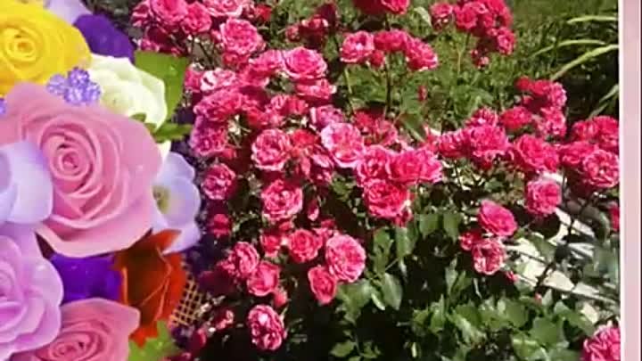 Розы в моем саду