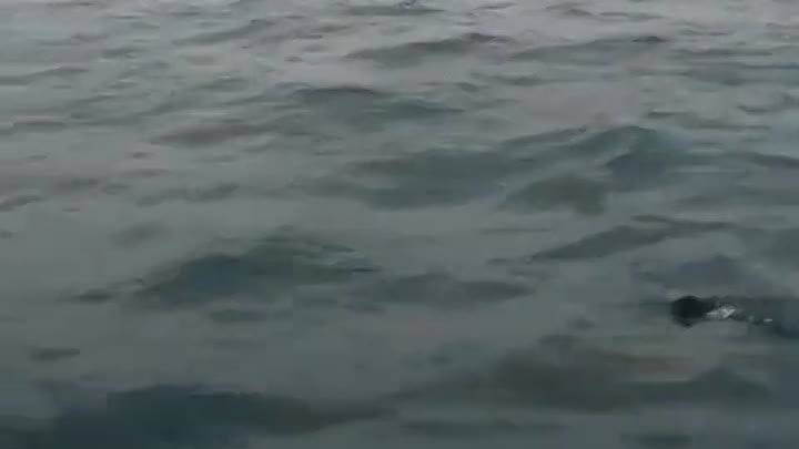 Очередную акулу заметили у берегов Приморья