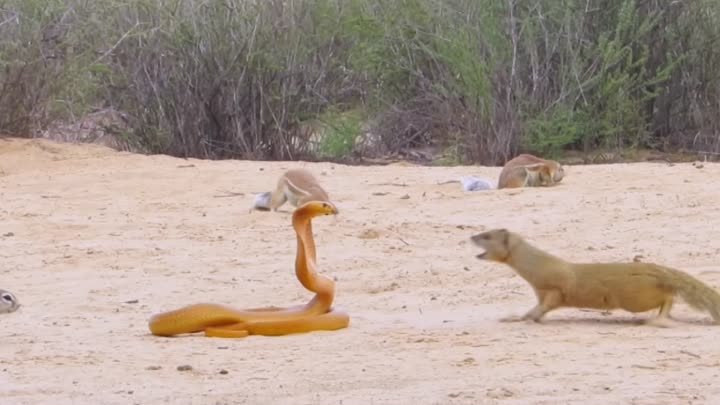 Бой мангуста и сусликов против кобры сняли на видео