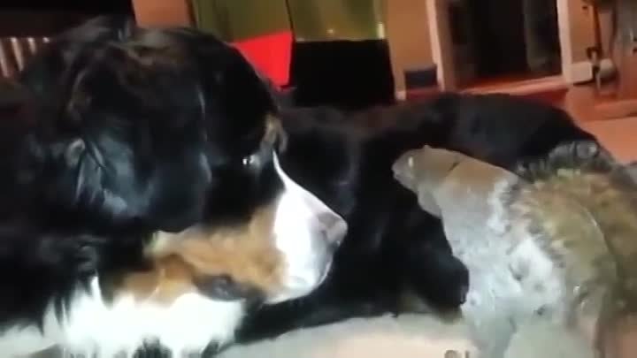 Белка пытается спрятать орех внутри меха собаки