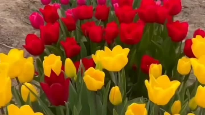 Тюльпаны ровными рядами 