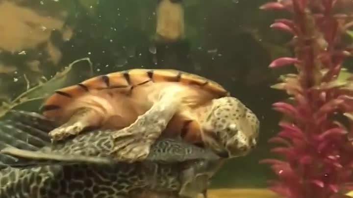 Родео в аквариуме