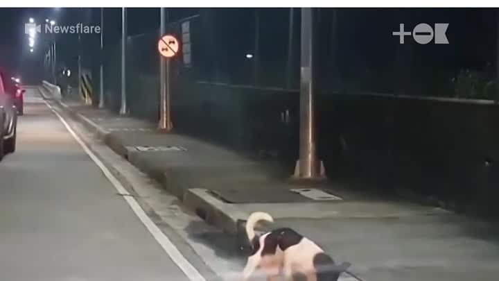 Водитель сбил собаку и даже не остановился. Пес попытался оживить друга.