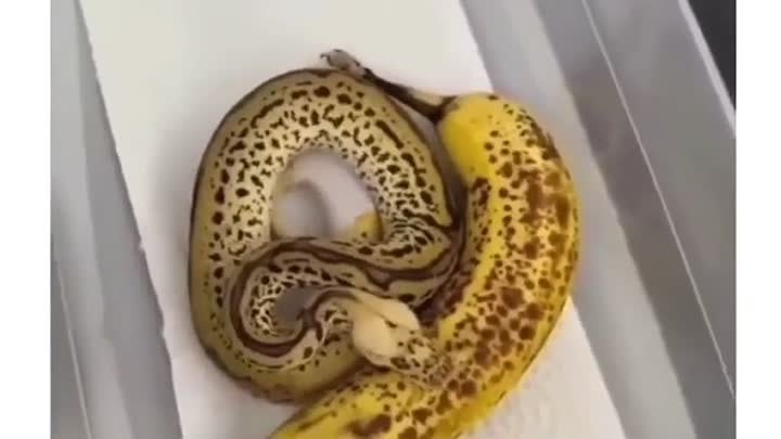 Банановая змея.