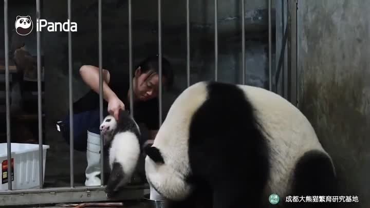 Как забрать детёныша у панды?  
Да тупо поменять на еду 😋