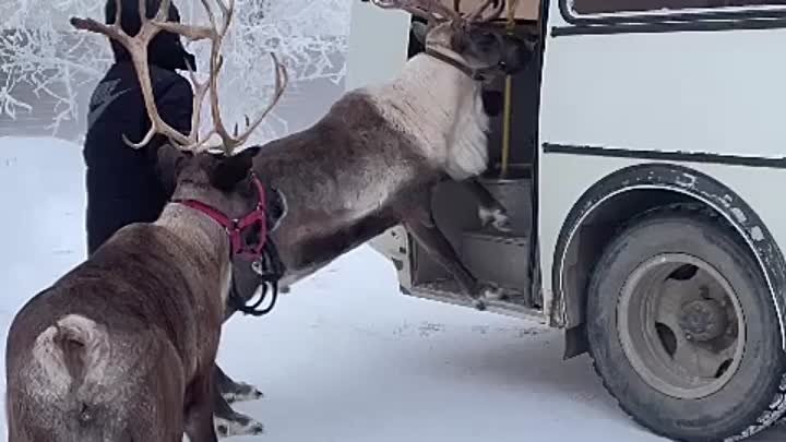 Работа оленевод на Дальнем Севере 👇👇👇