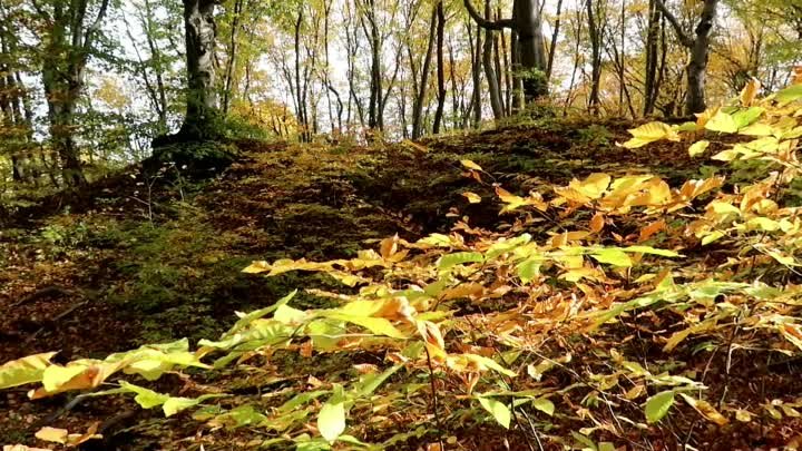 Волшебница Осень (видео В.Воробьева)