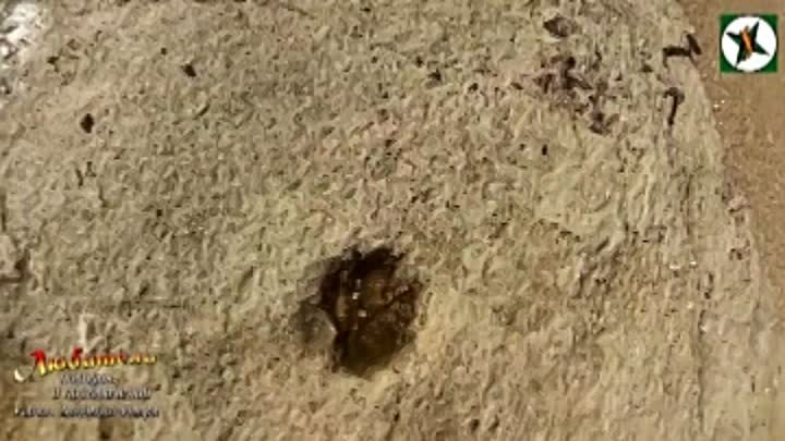Окаменелые следы саблезубого тигра Мангышлак
