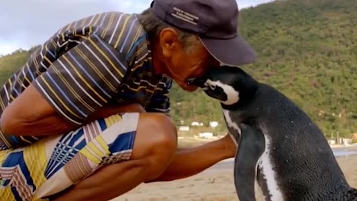 Каждый год этот пингвин проплывает тысячи километров, чтобы навестит ...