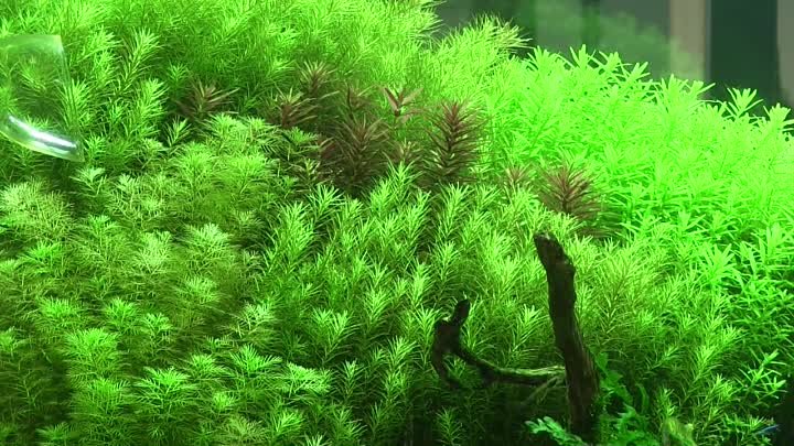 [ADA view 387] Follow-up video of NA Gallery aquariums