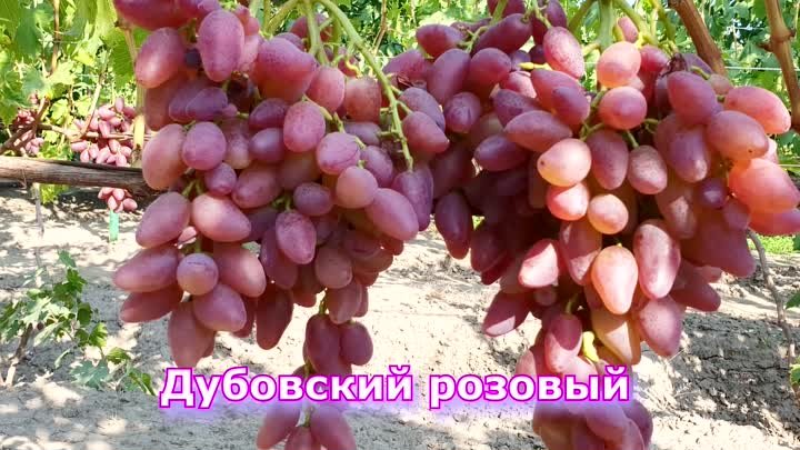 Виноград ДУБОВСКИЙ РОЗОВЫЙ (Grapes Dubovskiy Pink)