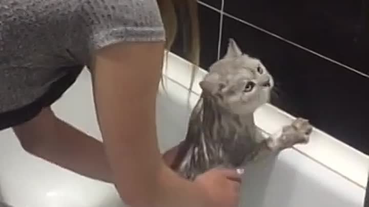Видео коты в ванне. Говорящий кот нормально. Говорящие коты в ванной. Говорящий кот в ванной. Кот говорящий нормально в ванной.