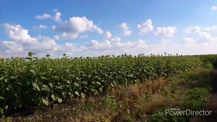 Политотдельское отделение. Мордовский район.