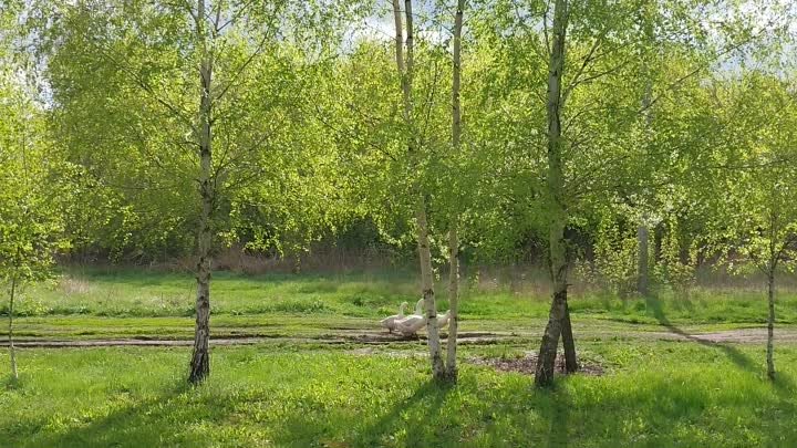 Гуси деревенские в Козлово