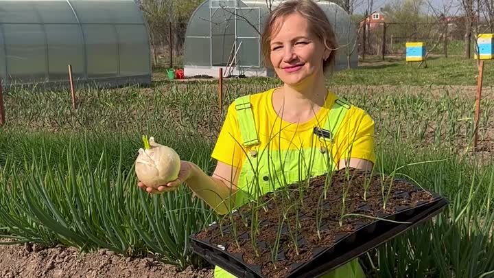 Настало время высадки лука