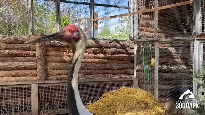 Видео от Челябинский зоопарк