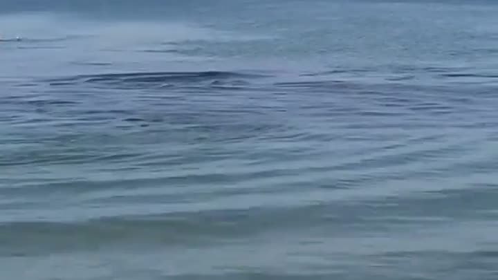 Дельфины п.Витязево