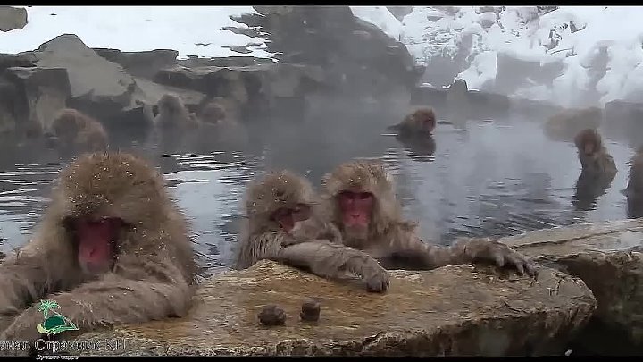 Купание обезьян харламов. Обезьяны купаются в горячих источниках видео. Обезьянки купаются в горячем источнике. Купание обезьяны в теплой воде.