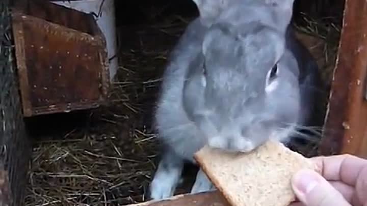 Кролиководство, кормление кролика хлебом