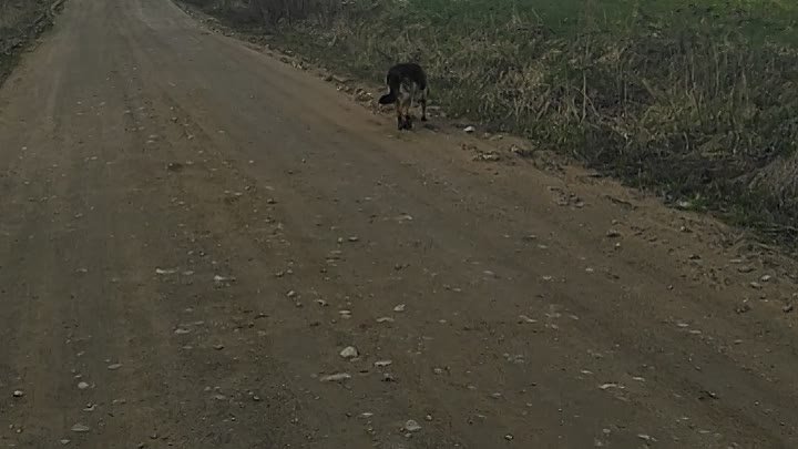 Волчара Курт.