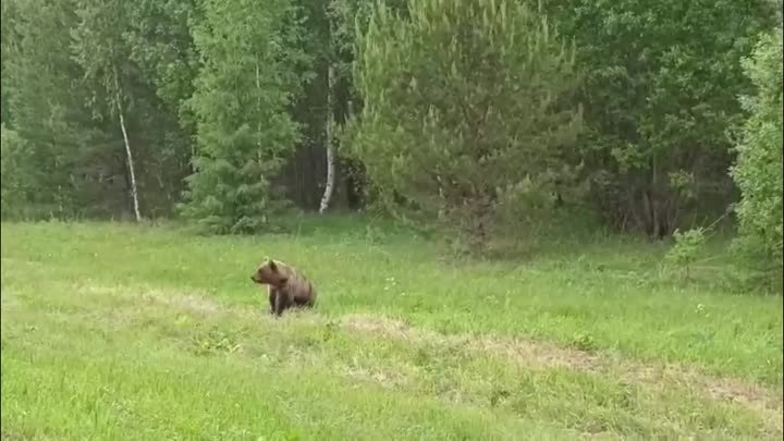 Медведь танцует на трассе в Пермском крае