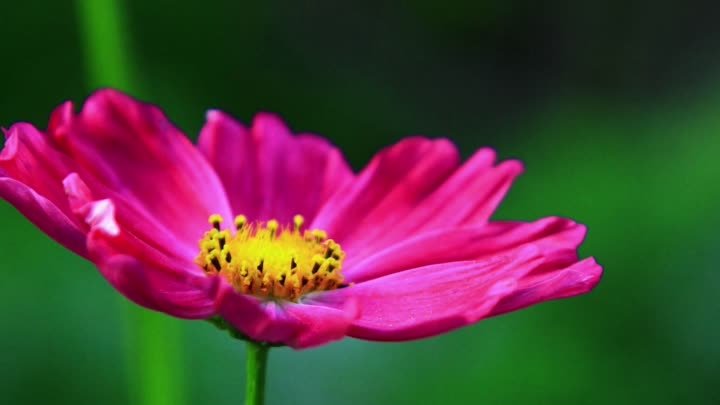 Краски цветов!☘️🌺🍀🌸🌿🌷🍃🌹