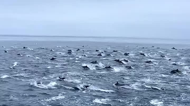 Сотня тысяч дельфинов