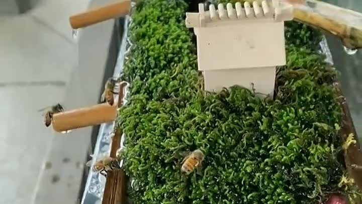 Пчелиный рай в Японии