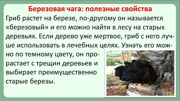 Чага березовая применение и лечение противопоказания. Св-ва берёзового гриба чага. Целебное свойство гриба чага. Чем полезен гриб чага. Чага полезные качества.