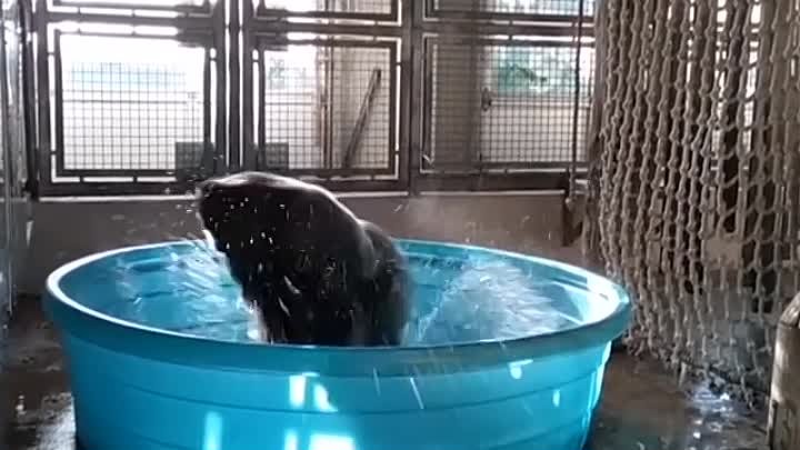 Зажигательный танец гориллы в бассейне. Горилла танцует в бассейне.