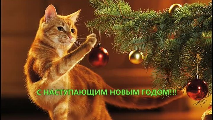 Коты против елок )))