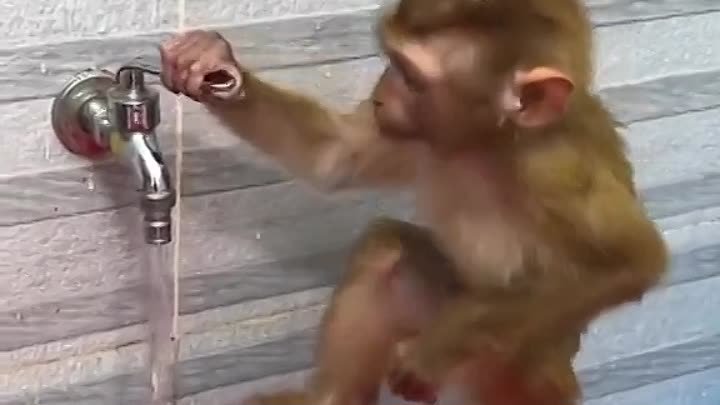 Купание обезьян харламов