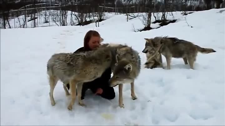 И волки помнят добро.Она их вырастила.Встреча