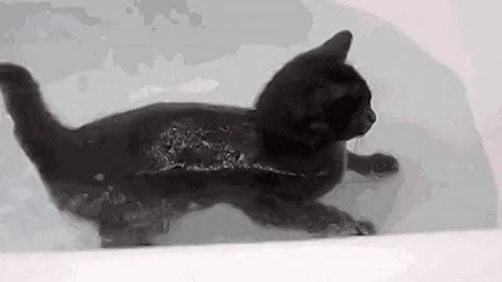 this-kitty-loves-swimming