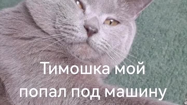 Какая-то напасть у меня в этом году... ПОГИБ второй мой котик... Рев ...