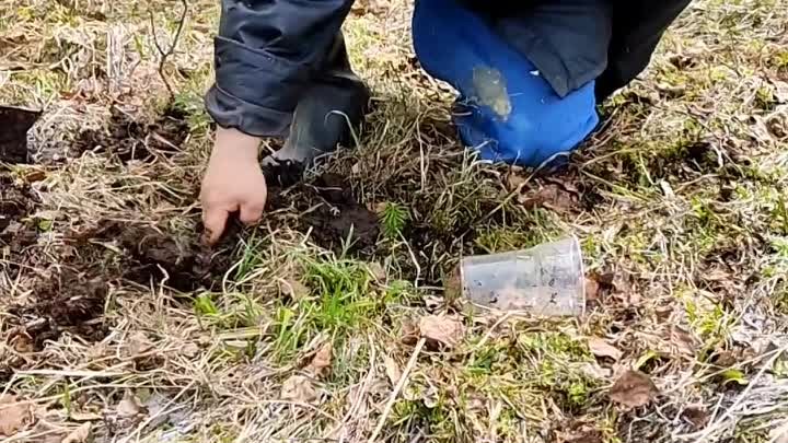 Первая посадка пихты сибирской🌲 в лесу на Вологодчине. Семья Мачнев ...