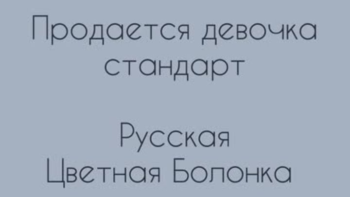 Русская Цветная Болонка. Щенки. Москва. 