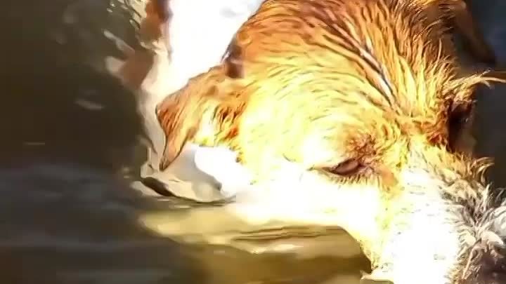 Собачьи плавцы. Впечатляющие плавательные умения. 