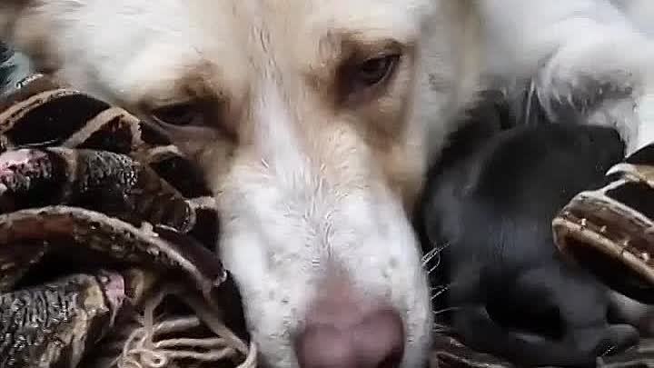 Спасли маму-собаку с девятью щенками