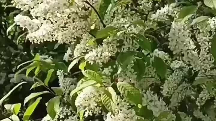 🌸🌼🌺 Татьяна Исаева. 